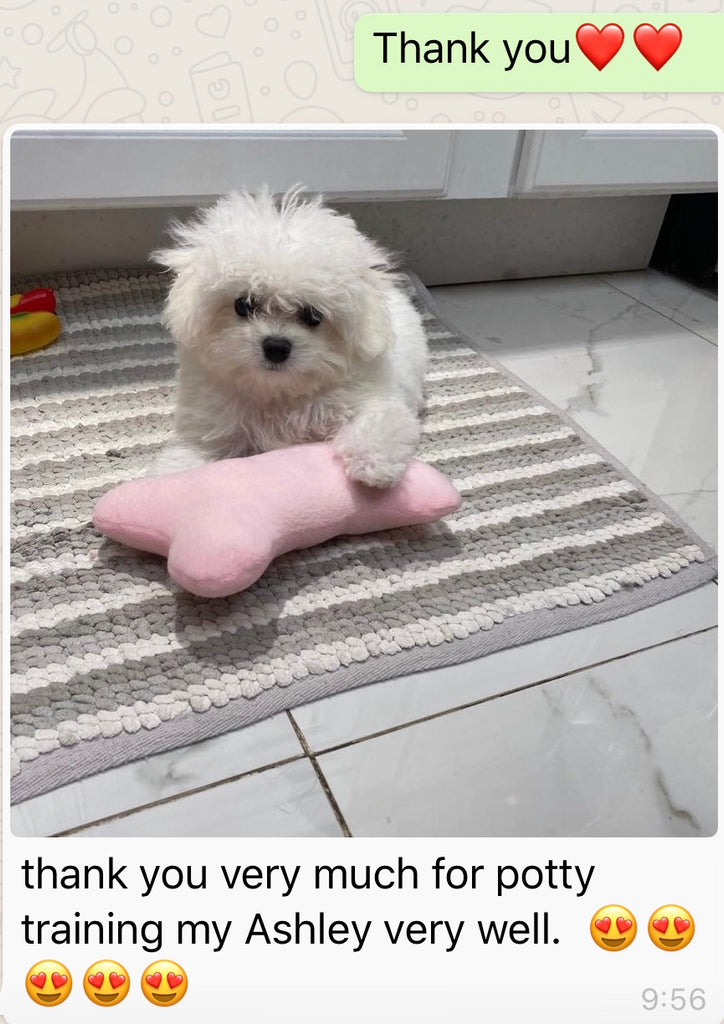 Bichon frise [lowellpuppies]