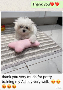Bichon frise [lowellpuppies]
