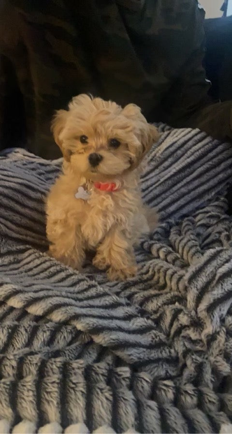 Teacup Maltipoo puppies [lowellteacuppuppies]