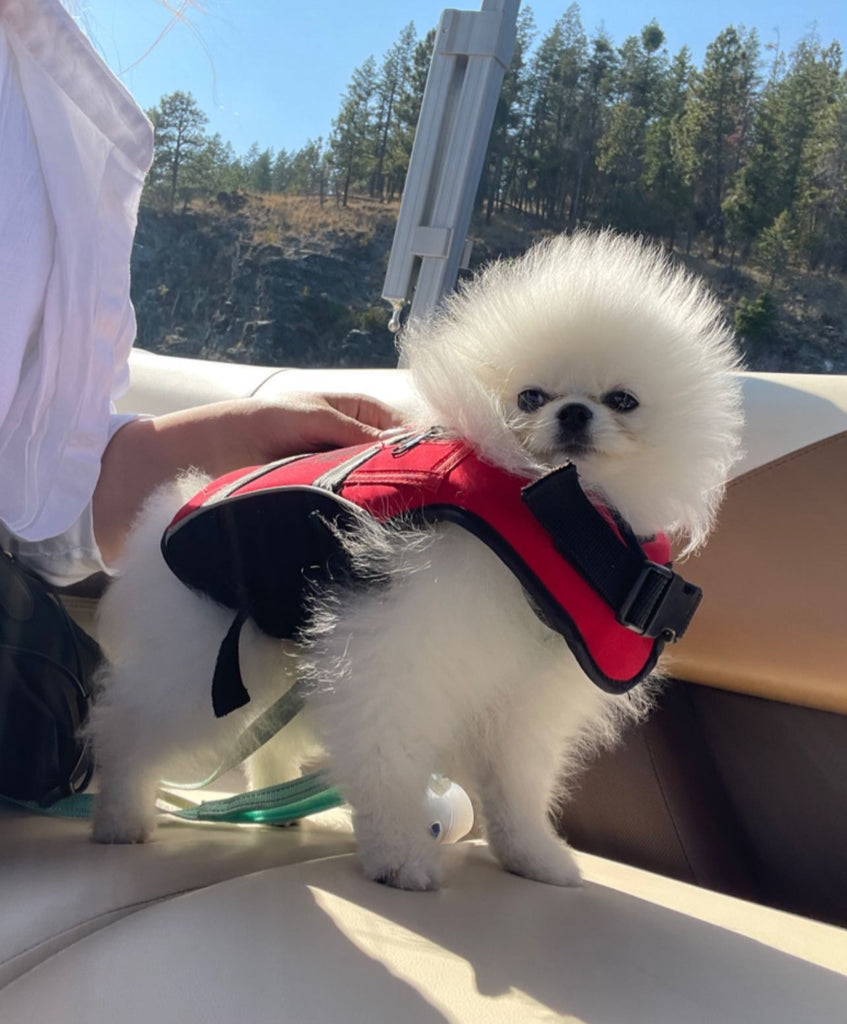 Teacup Pomeranian puppies [lowellteacuppuppies]