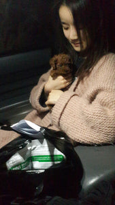 Red teacup poodle [Lowell Puppies]