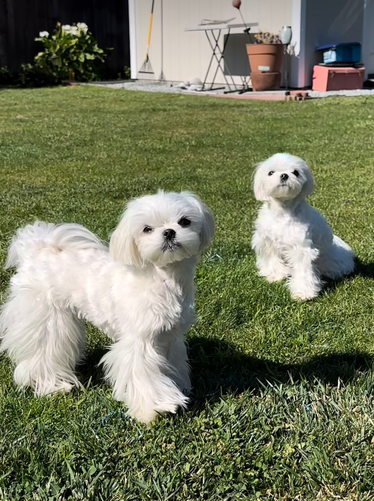 Teacup Maltese puppies [lowellteacuppuppies]