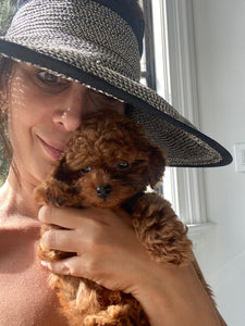 Teacup poodle [Lowell puppies]