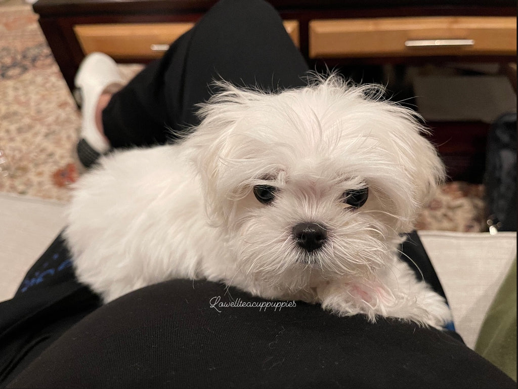Teacup maltese [lowellteacuppuppies]