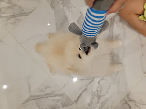 Teacup Pomeranian [lowellteacuppuppies]