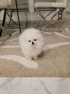 Teacup Pomeranian [lowellteacuppuppies]
