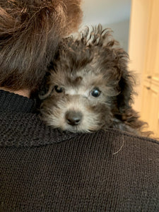 Teacup poodle [Lowell puppies]