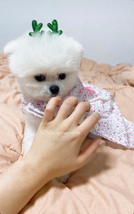 Teacup pomeranian [lowellteacuppuppies]
