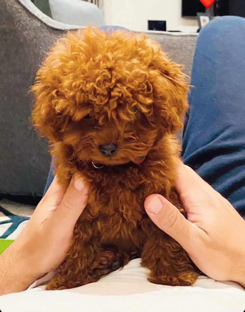 Teacup Poodle [lowellteacuppuppies]