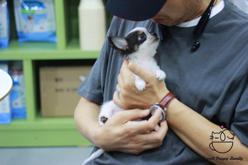 Chihuahua [Lowell Puppies]
