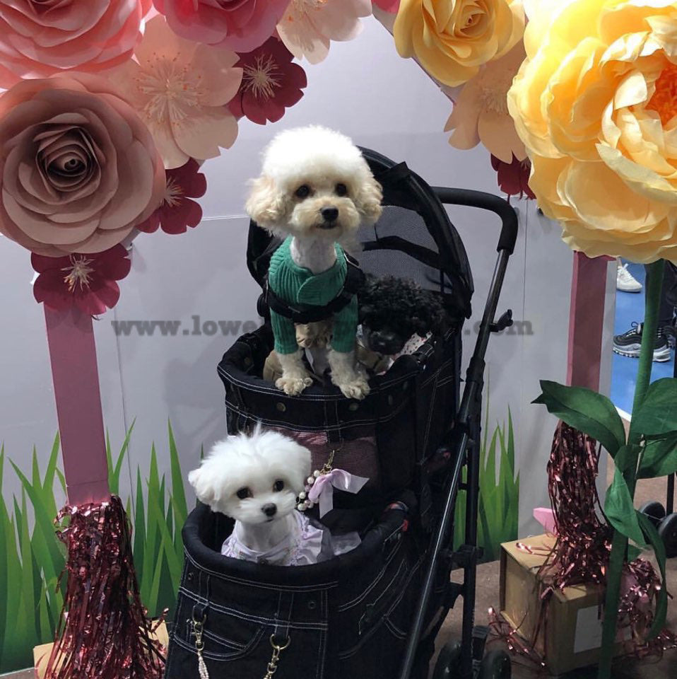 Bichon Frise [Lowell Puppies]