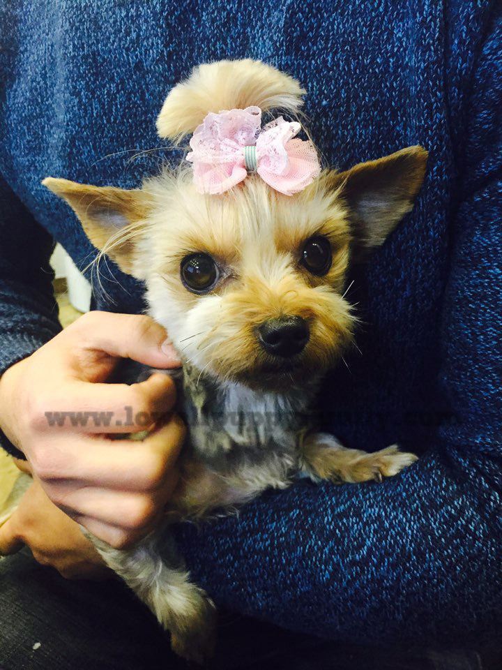 Yorkshire terrier [Lowell Puppies]