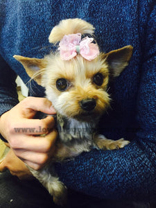 Yorkshire terrier [Lowell Puppies]