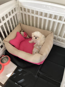 Teacup maltese [lowellpuppies]