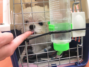 Teacup maltese [lowellpuppies]