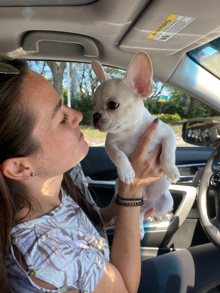 French bulldog [lowellpuppies]