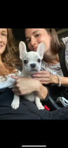 French bulldog [lowellpuppies]
