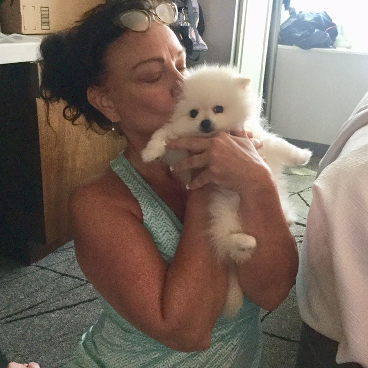 Teacup pomeranian [lowellpuppies]