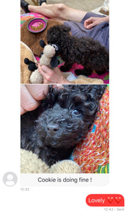 poodle [lowellpuppies]