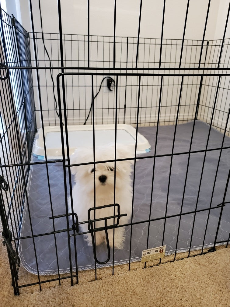 Teacup Maltese [lowellpuppies]