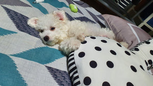 Bichon frise [lowellpuppies]