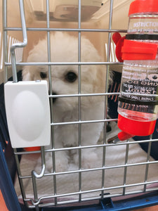 Bichon frise [lowellpuppies]