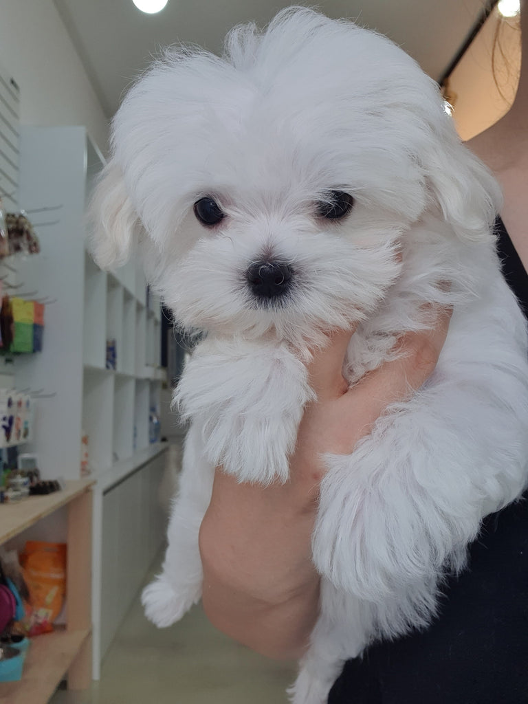 Teacup maltese [lowellpuppies]
