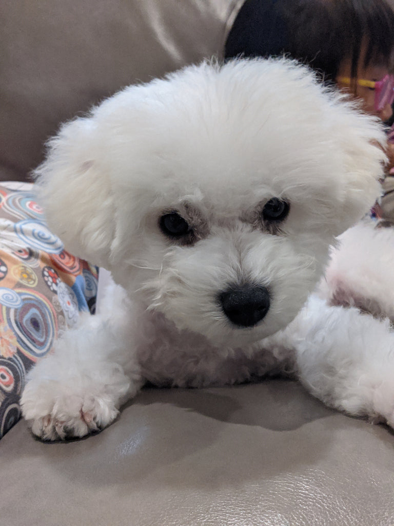 Bichon frise [lowellpuppies]