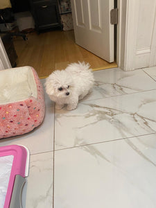 Bichon frise [lowellpuppies]