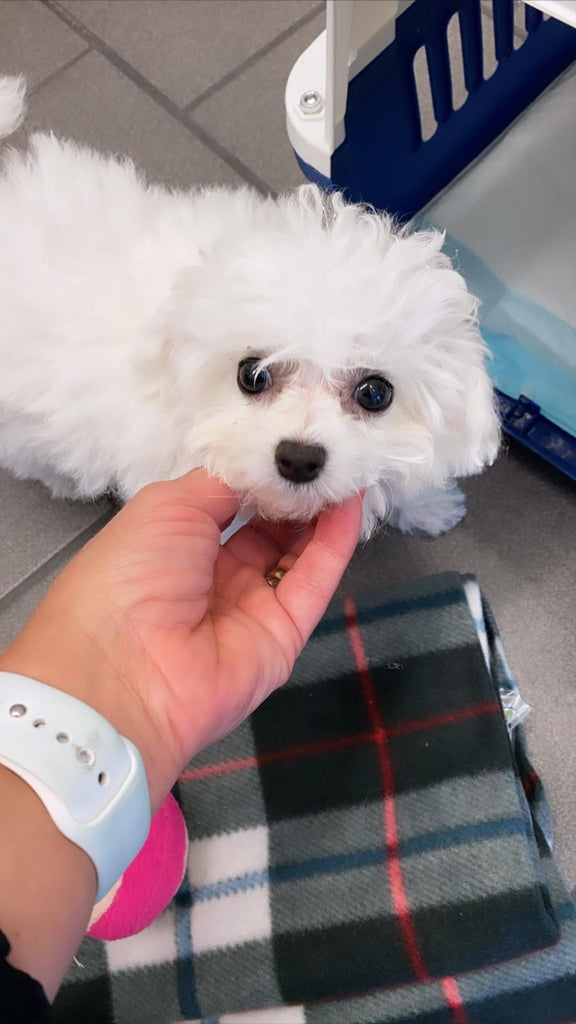 Bichon frise [lowellpuppies]