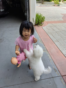 Bichon frise [lowellpuppies]