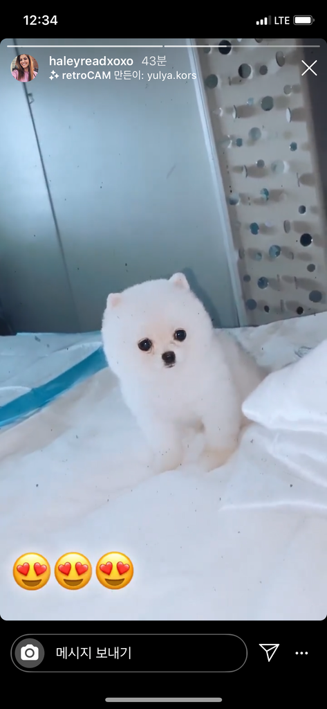 Teacup pomeranian [lowellpuppies]
