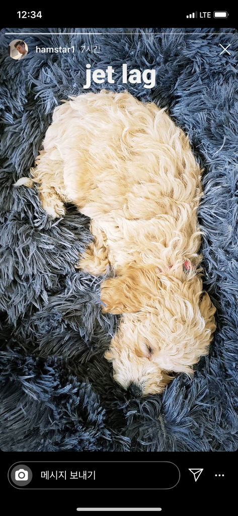 Teacup maltipoo [lowellpuppies]