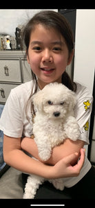 Bichon frise [lowellpuppies]