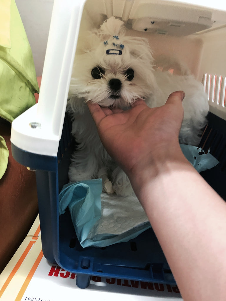 Maltese [lowellpuppies]