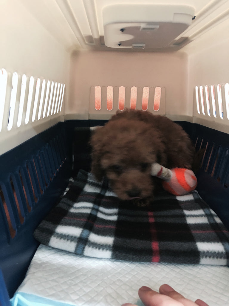 Red Maltipoo [lowellpuppies]