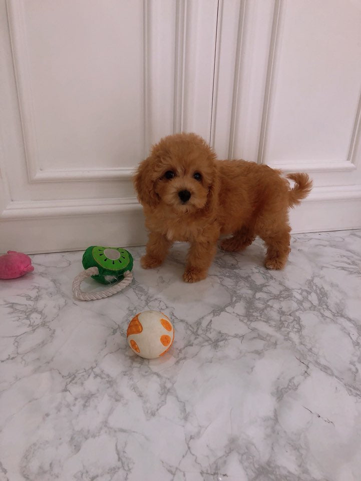 Maltipoo [lowellpuppies]
