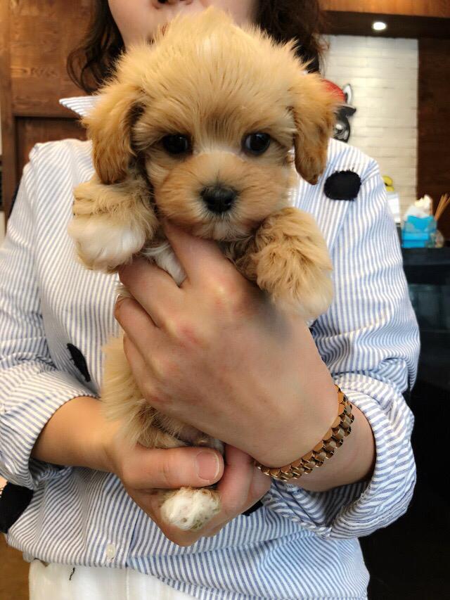 Maltipoo [lowellpuppies]