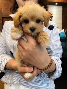Maltipoo [lowellpuppies]