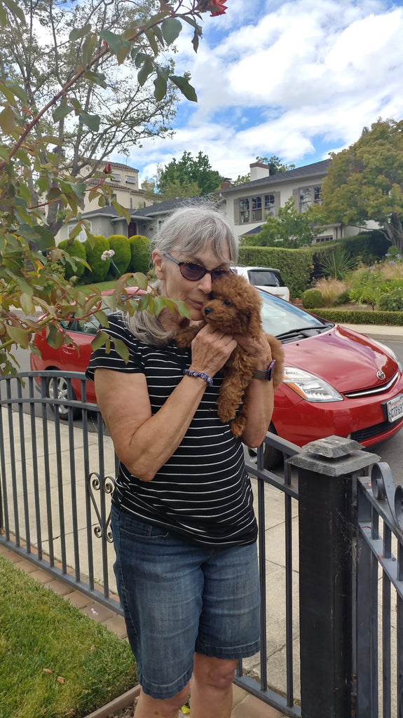 Poodle [Lowell puppies]