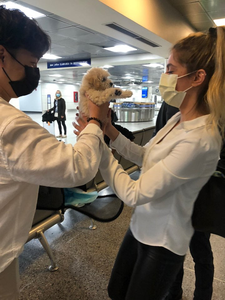 Maltipoo [Lowell puppies]