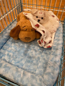 Maltese [Lowell puppies]