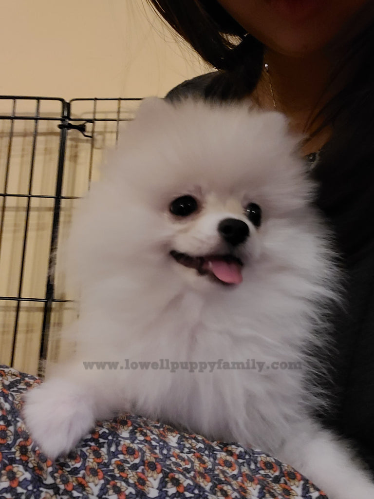 Teacup Pomeranian [Lowell puppies]