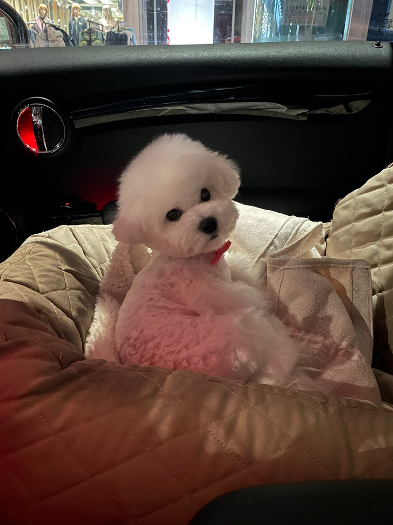 Teacup bichon frise [lowellteacuppuppies]