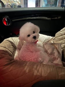 Teacup bichon frise [lowellteacuppuppies]