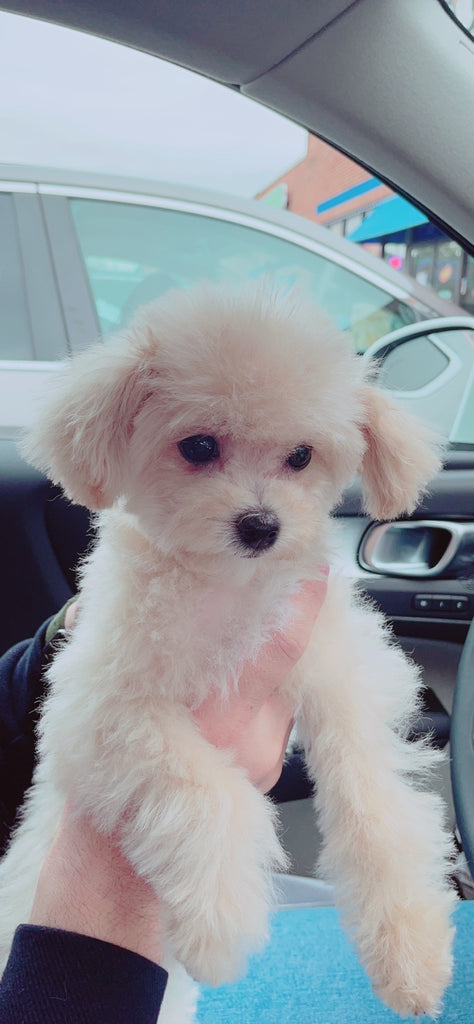 Teacup maltipoo [lowellteacuppuppies]