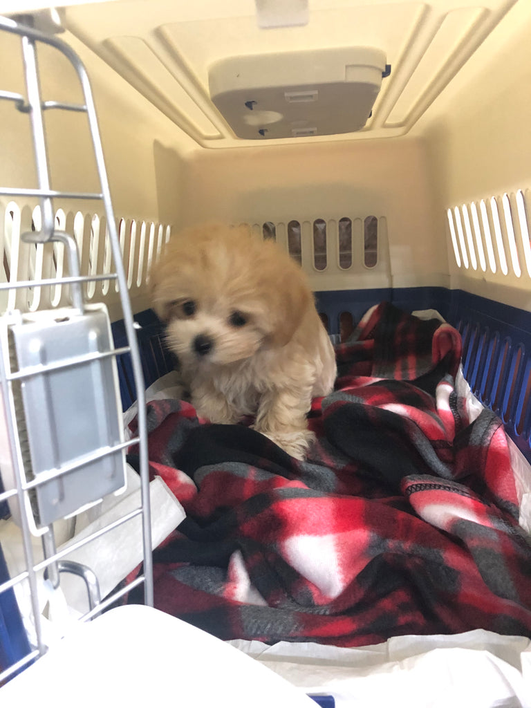 Teacup Maltipoo  [lowellteacuppuppies]