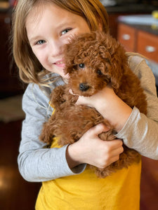 Toy Poodle  [lowellteacuppuppies]