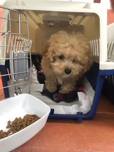 Teacup Maltipoo  [lowellteacuppuppies]