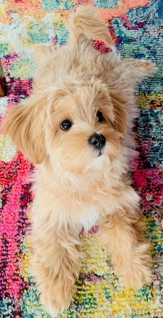 Teacup Maltipoo [lowellteacuppuppies]